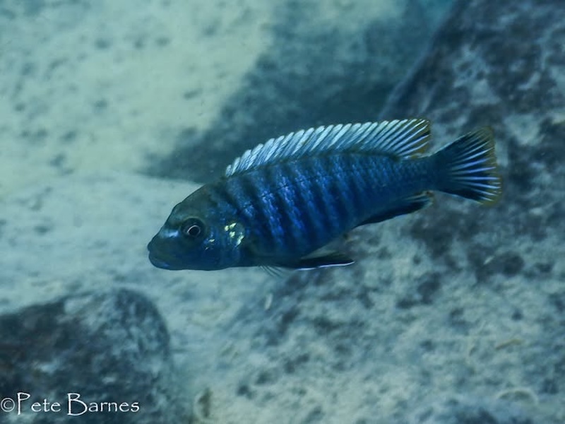 Pseudotropheus sp. 'aggressive grey' Membe Point